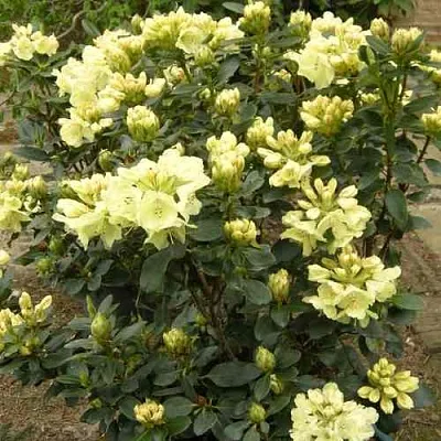 Рододендрон ГОЛДКРОН  Рододендрон ГОЛДКРОН в Иваново