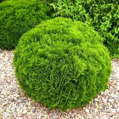 Туя ДАНИКА западная  Туя ДАНИКА западная в Иваново