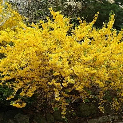 Форзиция ГОЛДЗАУБЕР средняя  Форзиция ГОЛДЗАУБЕР средняя в Иваново