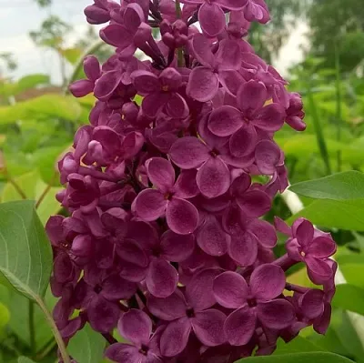 Сирень ИНДИЯ  Сирень ИНДИЯ в Иваново