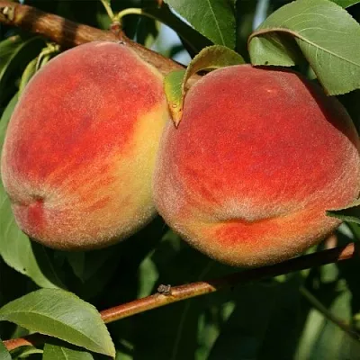 Персик МАРИЯ в Иваново