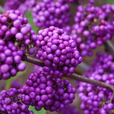 Красивоплодник в Иваново