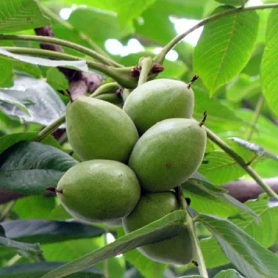 Орех маньчжурский МИЧУРИНЕЦ в Иваново