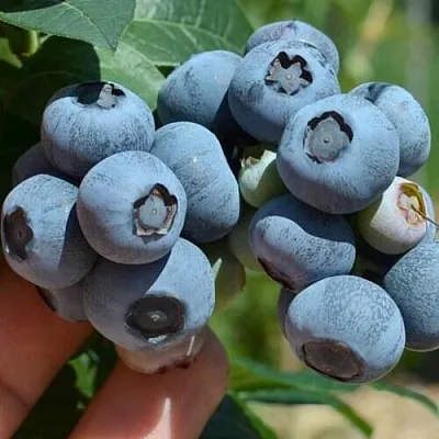 Голубика НЕЛЬСОН в Иваново