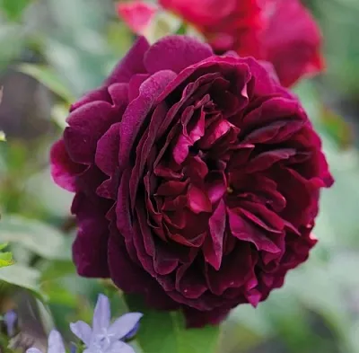 Саженцы роз МАНСТЕД ВУД английская  Саженцы роз МАНСТЕД ВУД английская в Иваново