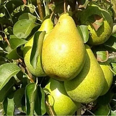 Груша ПАТЕН (ГЛУБОКСКАЯ)  Груша ПАТЕН (ГЛУБОКСКАЯ) в Иваново