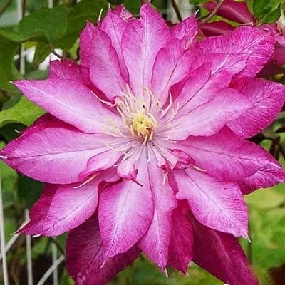 Клематис КАЕН  Клематис КАЕН в Иваново