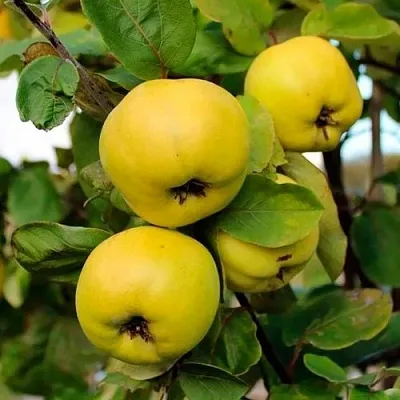 Айва ЯБЛОКОВИДНАЯ  Айва ЯБЛОКОВИДНАЯ в Иваново