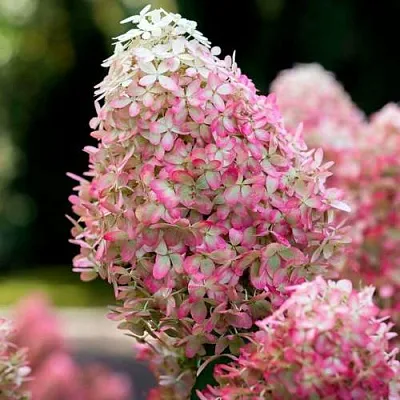 Гортензия РОЯЛ ФЛОВЕР метельчатая  Гортензия РОЯЛ ФЛОВЕР метельчатая в Иваново