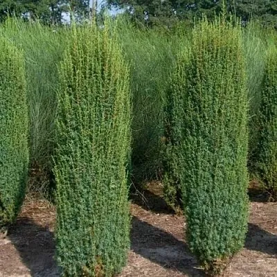 Можжевельник ХИБЕРНИКА обыкновенный  Можжевельник ХИБЕРНИКА обыкновенный в Иваново