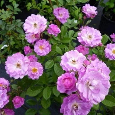 Саженцы роз РАЙМОНД ПРИВАТ полиантовая в Иваново