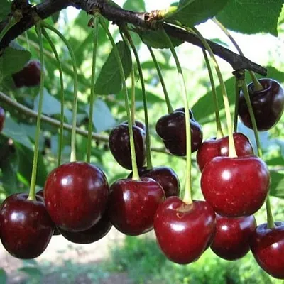 Вишня БЫСТРИНКА  Вишня БЫСТРИНКА в Иваново