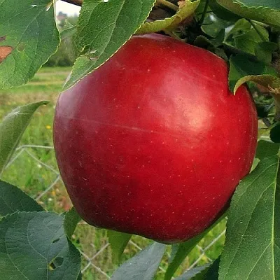 Яблоня РЕДФРИ  Яблоня РЕДФРИ в Иваново