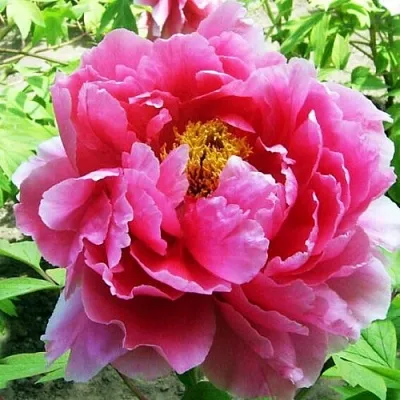 Пион ВОСХОД СОЛНЦА древовидный  Пион ВОСХОД СОЛНЦА древовидный в Иваново