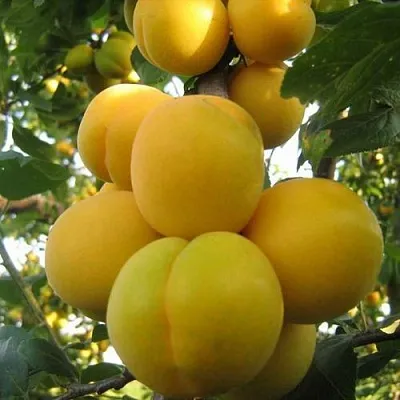 Слива ЛОДВА  Слива ЛОДВА в Иваново