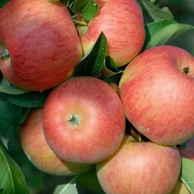 Яблоня ТОПАЗ  Яблоня ТОПАЗ в Иваново