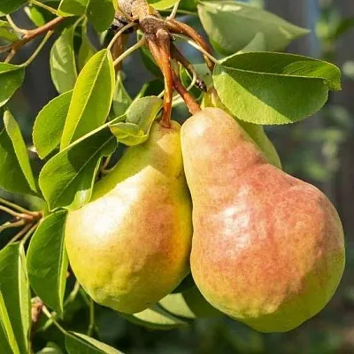 Летние сорта  Летние сорта в Иваново