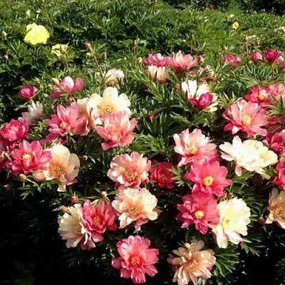 Пион ДЖУЛИЯ РОУЗ ито-гибрид  Пион ДЖУЛИЯ РОУЗ ито-гибрид в Иваново