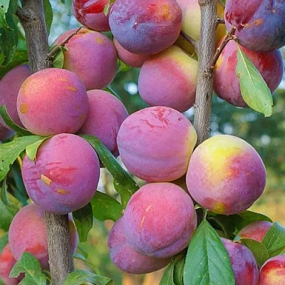 Слива КОЛОННОВИДНАЯ  Слива КОЛОННОВИДНАЯ в Иваново