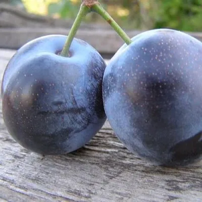 Слива БЛЮФРИ  Слива БЛЮФРИ в Иваново