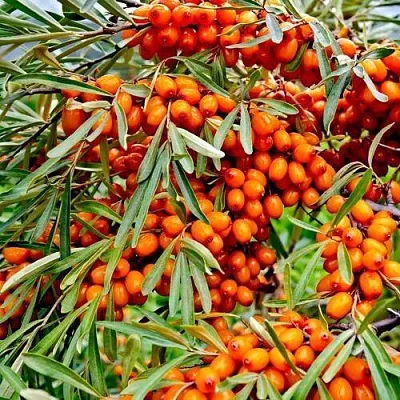 Облепиха ДЖЕМОВАЯ  Облепиха ДЖЕМОВАЯ в Иваново