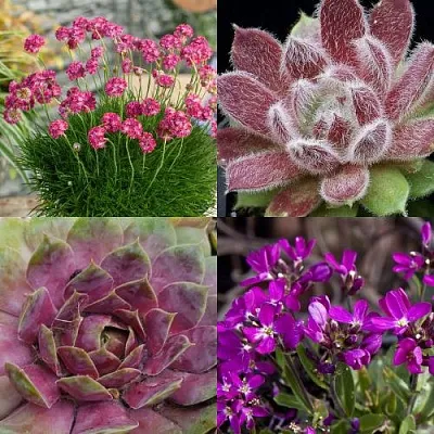 Комплект МИНИ САД в Иваново