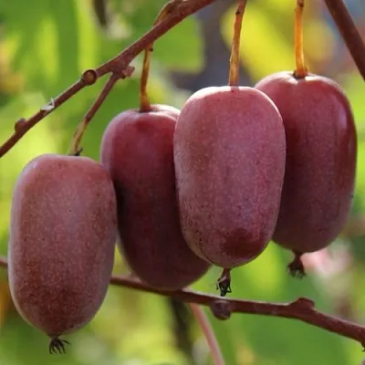 Актинидия ПУРПУРНО САДОВАЯ  аргута в Иваново