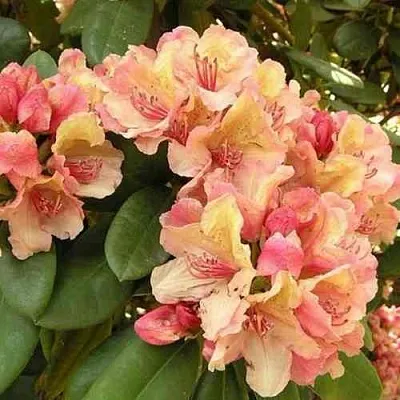 Рододендрон ФЛАУТАНДО  Рододендрон ФЛАУТАНДО в Иваново