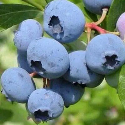 Голубика ДАРРОУ в Иваново