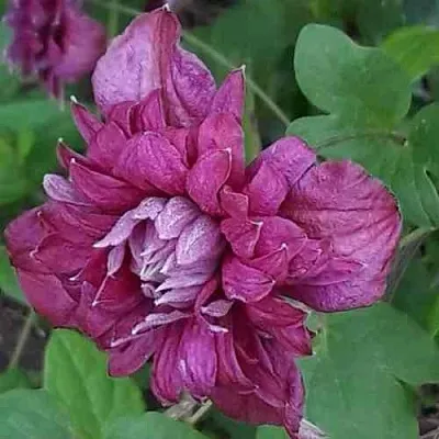 Клематис ПУРПУРЕА ПЛЕНА ЭЛЕГАНС  Клематис ПУРПУРЕА ПЛЕНА ЭЛЕГАНС в Иваново