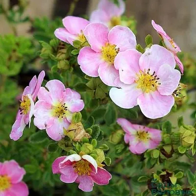 Лапчатка НЬЮ ДАУН кустарниковая  Лапчатка НЬЮ ДАУН кустарниковая в Иваново