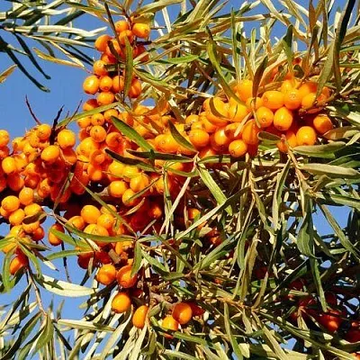 Облепиха ДАР МГУ  Облепиха ДАР МГУ в Иваново