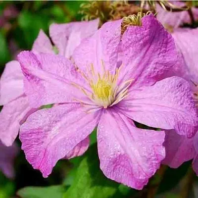 Клематис КОМТЕСС ДЕ БУШО  Клематис КОМТЕСС ДЕ БУШО в Иваново