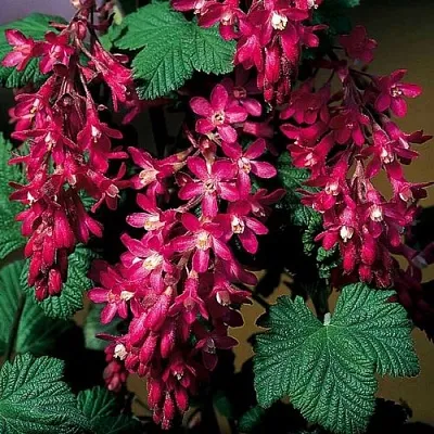 Смородина кроваво-красная в Иваново