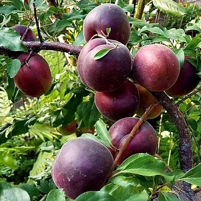 Шарафуга БЕЛЛА РОЯЛЬ в Иваново