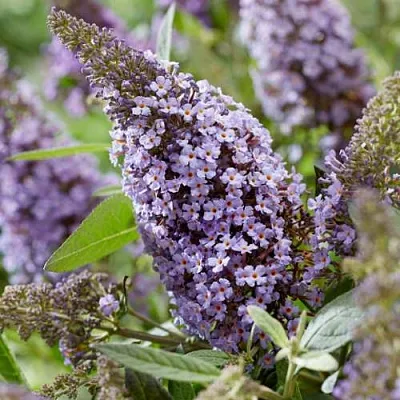 Буддлея давида БАТТЕРФЛЯЙ КАНДИ ЛИЛА СВИТХАРТ  Буддлея давида БАТТЕРФЛЯЙ КАНДИ ЛИЛА СВИТХАРТ в Иваново