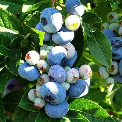 Голубика ВЕЙМУТ в Иваново