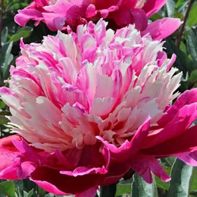 Пион ДЕЙДРИМ травянистый  Пион ДЕЙДРИМ травянистый в Иваново