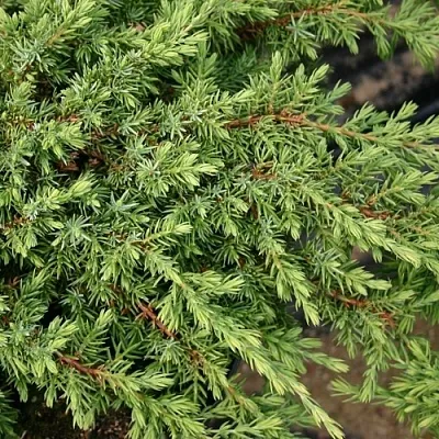 Можжевельник Можжевельник в Иваново