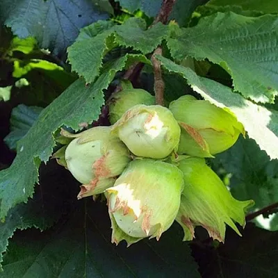 Фундук ТАМБОВСКИЙ РАННИЙ в Иваново