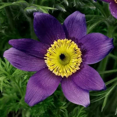 Прострел ПИНВИЛ БЛЮ ШЕЙДЕС в Иваново