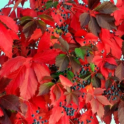 Девичий виноград в Иваново