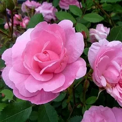 Саженцы роз ДЖОН ДЭВИС плетистая  Саженцы роз ДЖОН ДЭВИС плетистая в Иваново