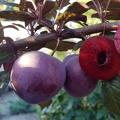 Слива ПАННА   Слива ПАННА  в Иваново