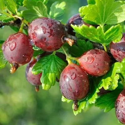 Крыжовник СЕРЕНАДА  Крыжовник СЕРЕНАДА в Иваново