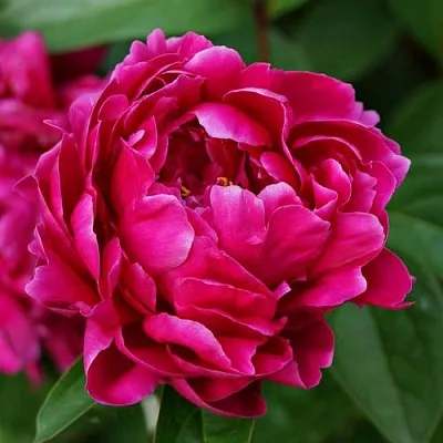 Пион ЛУИ ВАН-ГУТТ травянистый  Пион ЛУИ ВАН-ГУТТ травянистый в Иваново