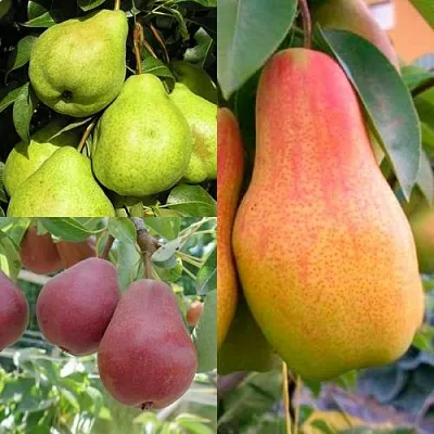 Комплект ГРУШЕВОЕ АССОРТИ в Иваново