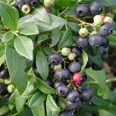 Голубика ПУТТЕ в Иваново