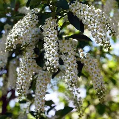 Черемуха виргинская ШУБЕРТ  Черемуха виргинская ШУБЕРТ в Иваново