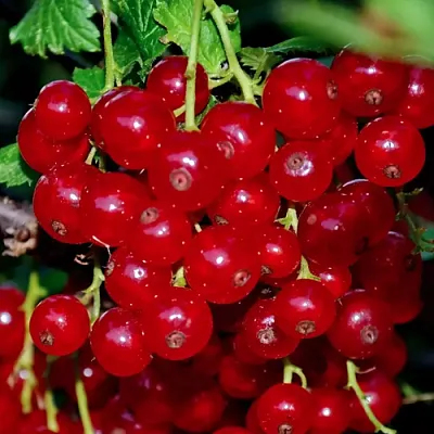 Смородина красная СЕРПАНТИН в Иваново